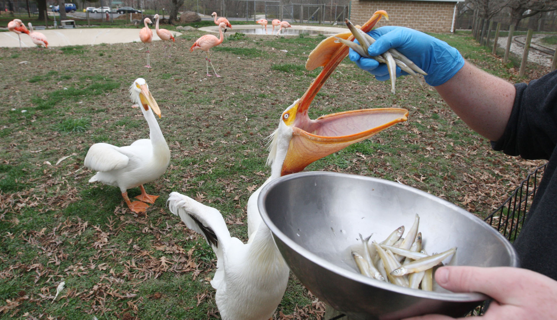Feeding pelicans